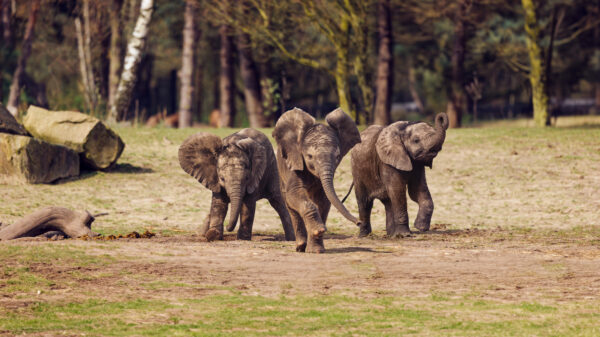 Safaripark Beekse Bergen © Copyright Safaripark Beekse Bergen