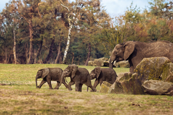 Safaripark Beekse Bergen © Copyright Safaripark Beekse Bergen