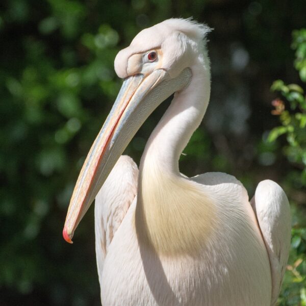 BestZOO © Copyright BestZOO