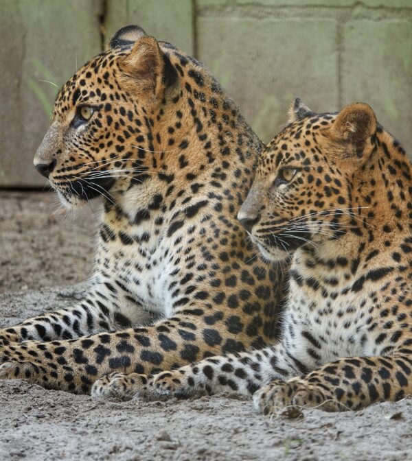 BestZOO © Copyright BestZOO