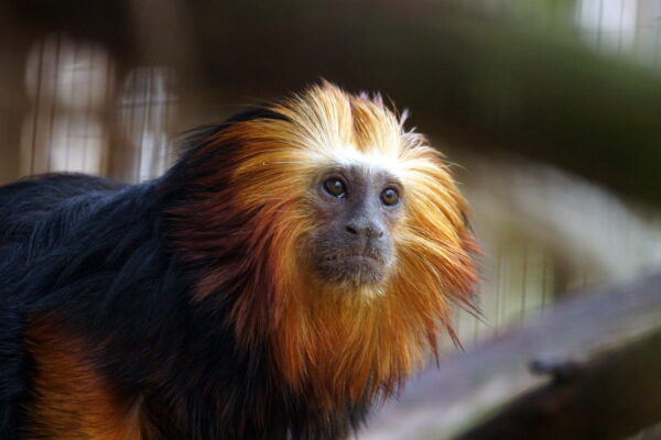 BestZOO © Copyright BestZOO