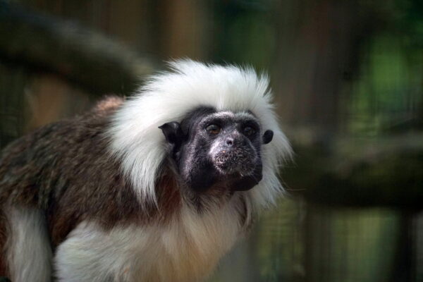 BestZOO © Copyright BestZOO