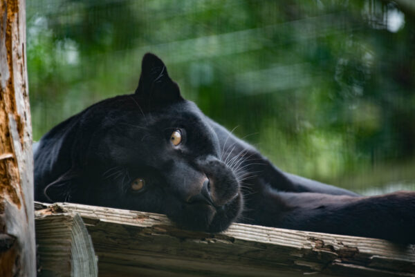 BestZOO © Copyright BestZOO