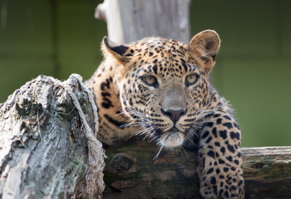 BestZOO © Copyright BestZOO