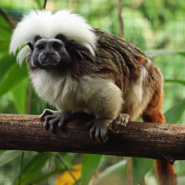 BestZOO © Copyright BestZOO