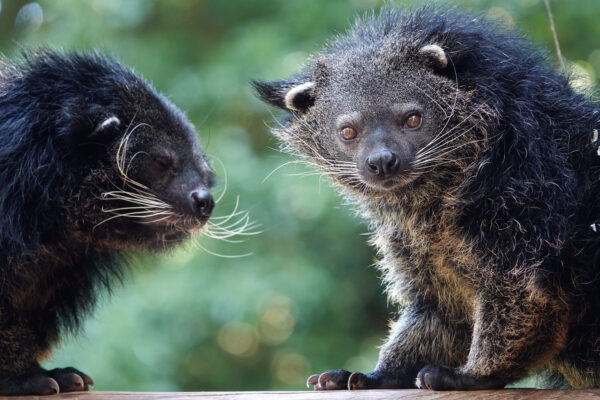 BestZOO © Copyright BestZOO