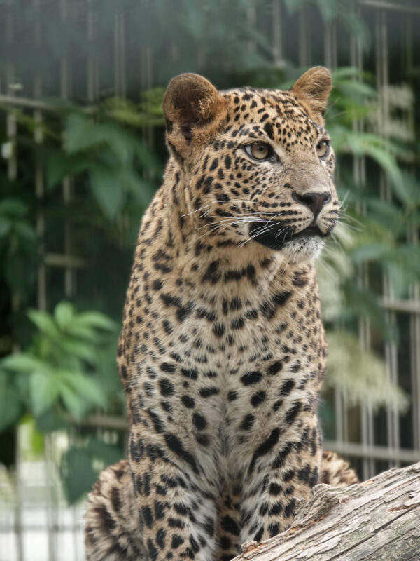 BestZOO © Copyright BestZOO