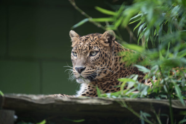 BestZOO © Copyright BestZOO