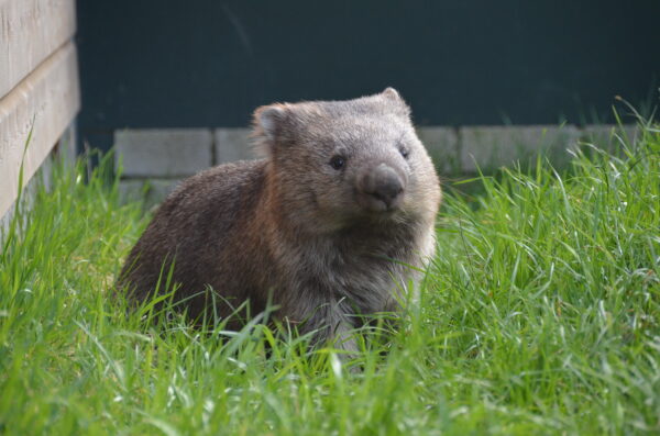 BestZOO © Copyright BestZOO