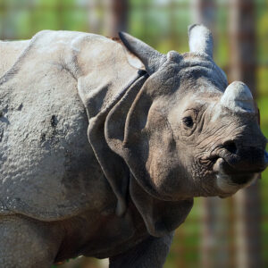 Eindhoven Zoo © Copyright Eindhoven Zoo