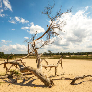 Loonse & Drunense Duinen © Copyright Brabant Partners