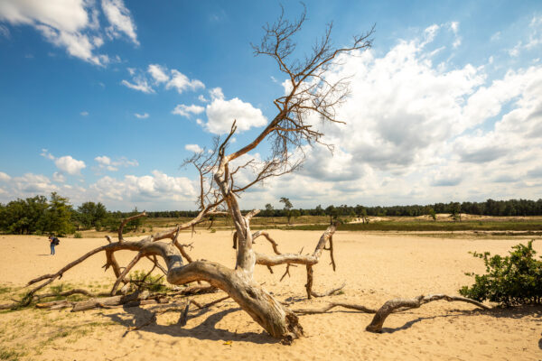 Loonse & Drunense Duinen © Copyright Brabant Partners
