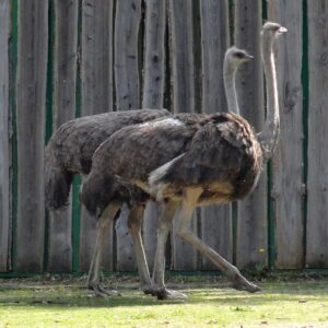 Veldhoven Zoo © Copyright by Ger and Audrey via Wikimedia onder CC CC BY 2.0