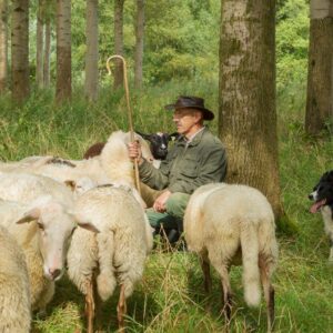 Demo schapen drijven © Copyright Schaapskooi Schijndel
