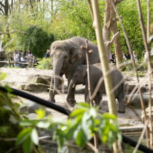 Diergaarde Blijdorp © Copyright by Justin R on Unsplash