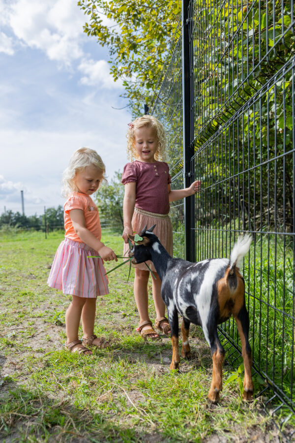Drentse Koe © Copyright Drentse Koe