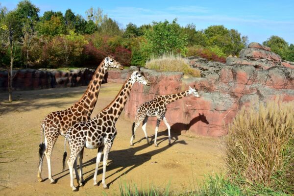 GaiaZOO Kerkrade © Copyright GaiaZOO