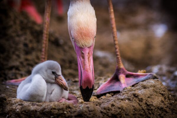 GaiaZOO Kerkrade © Copyright GaiaZOO