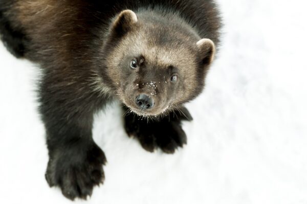 GaiaZOO Kerkrade © Copyright GaiaZOO
