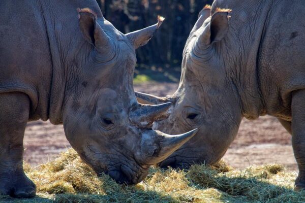 GaiaZOO Kerkrade © Copyright GaiaZOO