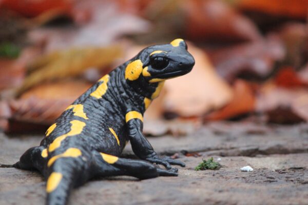 GaiaZOO Kerkrade © Copyright GaiaZOO