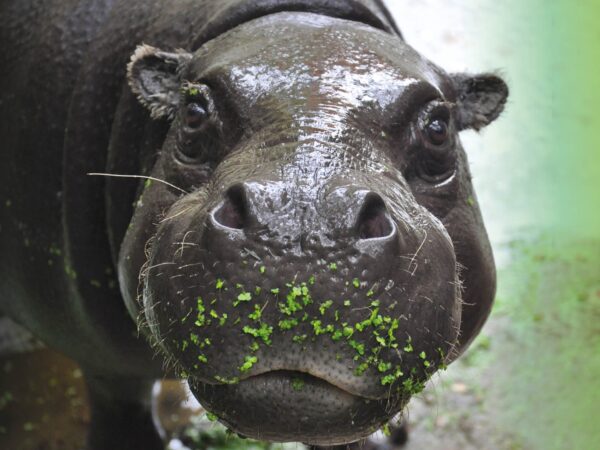 GaiaZOO Kerkrade © Copyright GaiaZOO
