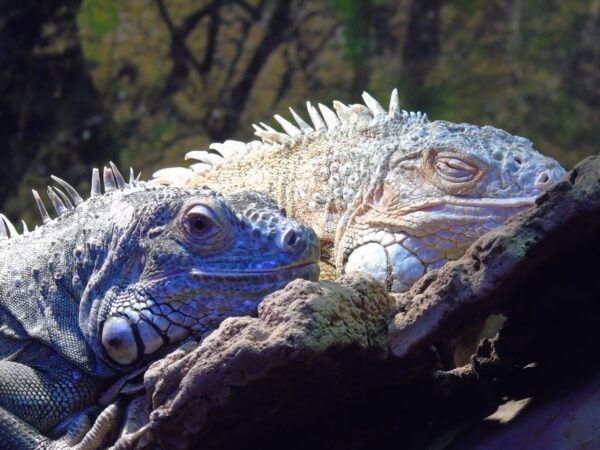 Reptielenzoo Iguana © Copyright Reptielenzoo Iguana