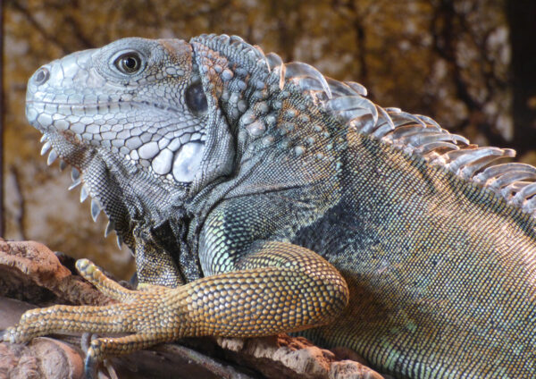 Reptielenzoo Iguana © Copyright Reptielenzoo Iguana