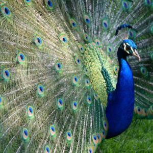 Kasteelpark Born © Copyright Kasteelpark Born