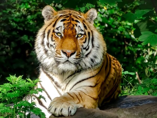 Ouwehands Dierenpark © Copyright Ouwehands Dierenpark