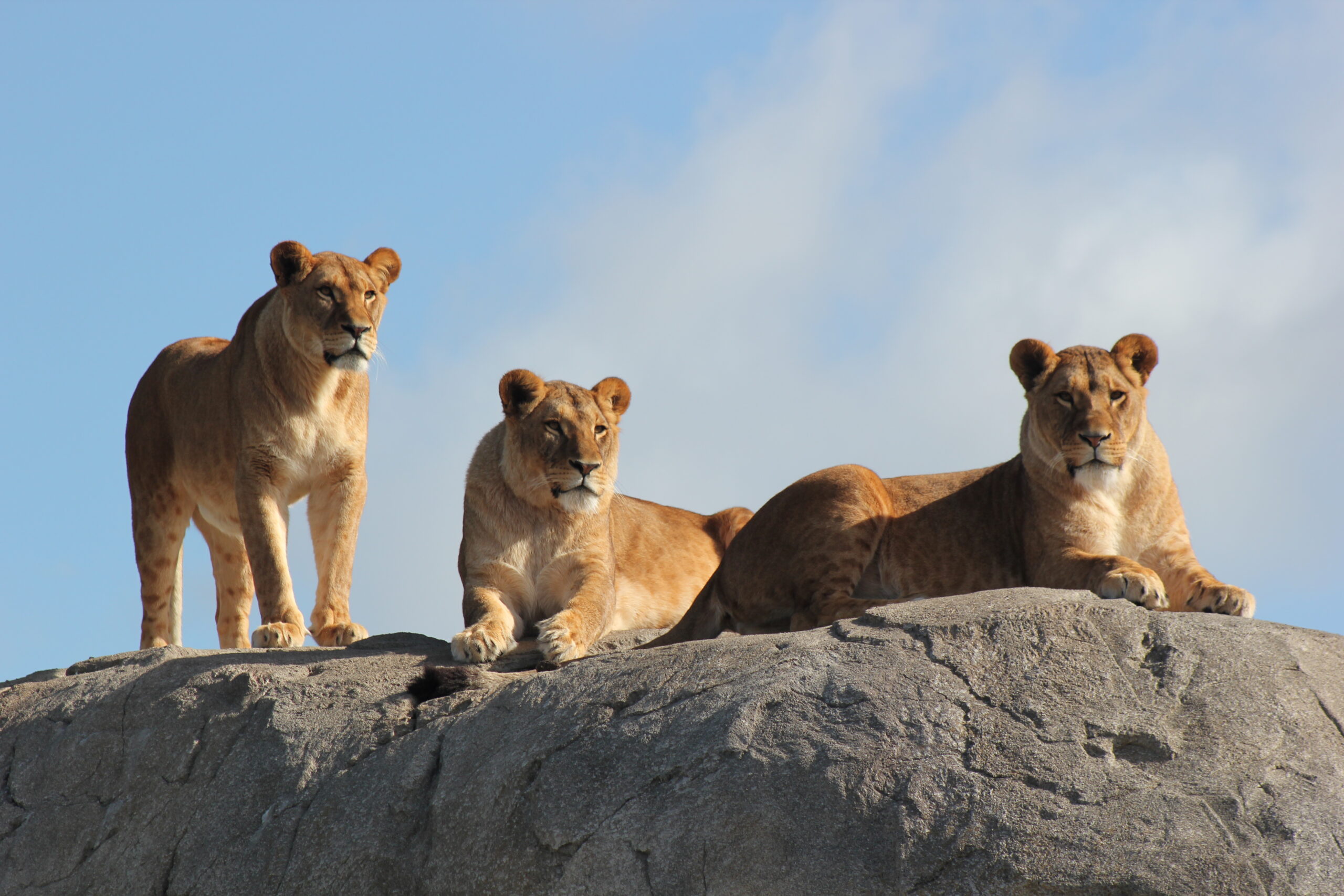 Wildlands Emmen © Copyright Wildlands