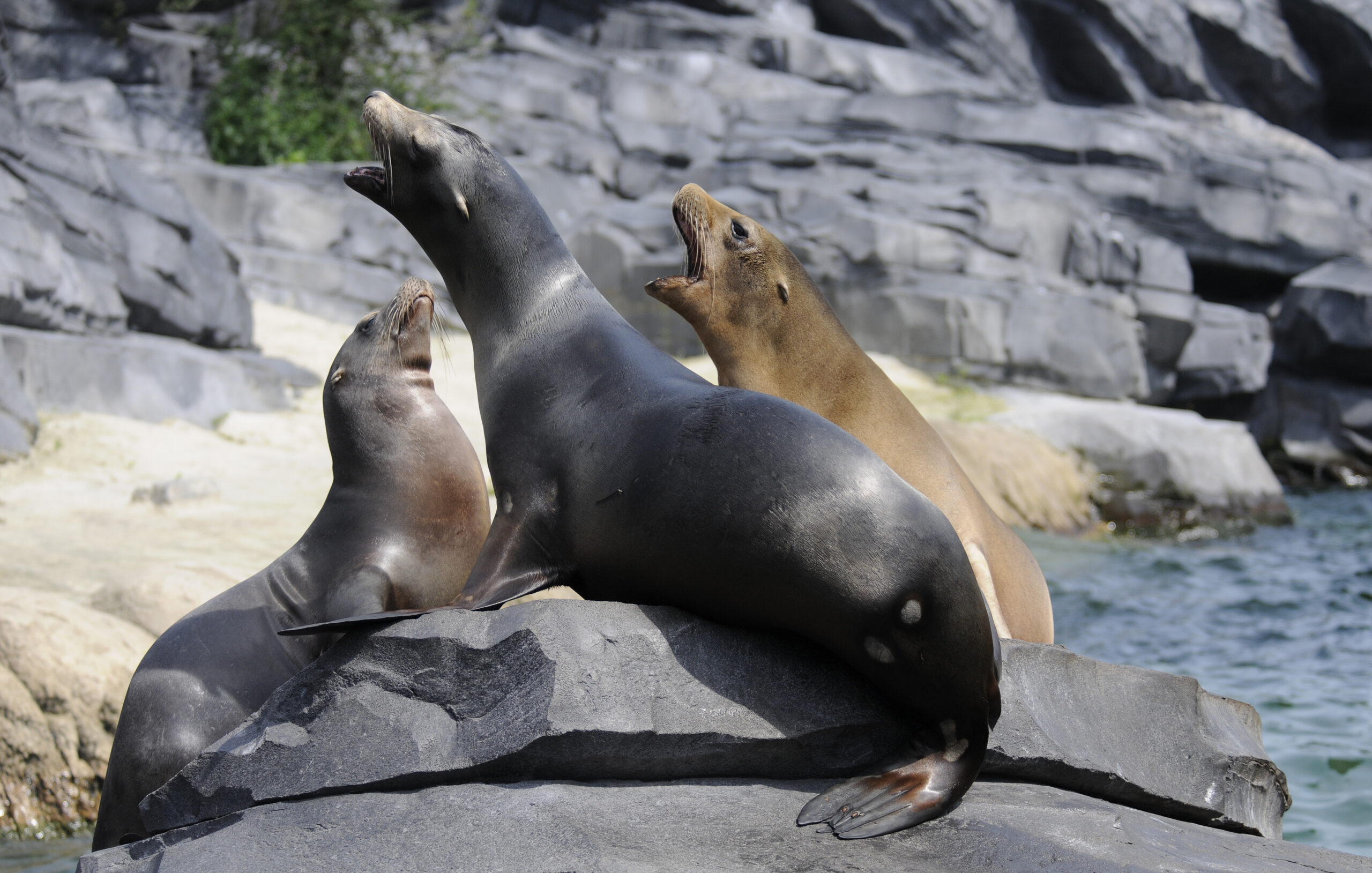 Wildlands Emmen © Copyright Wildlands