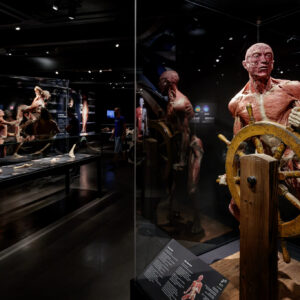 Body Worlds © Copyright Body Worlds Amsterdam