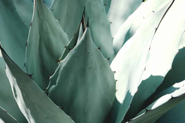 Botanische Tuin © Copyright Botanische Tuin Zuidas