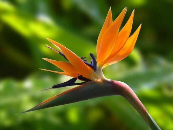 Botanische Tuin © Copyright Botanische Tuin Zuidas