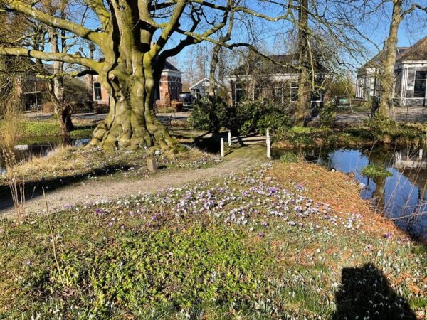 Domies Toen © Domies Toen