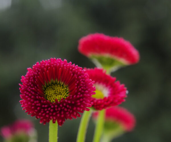 Pinetum Blijdenstein © Via Flickr MelisaTG onder CC BY 2.0