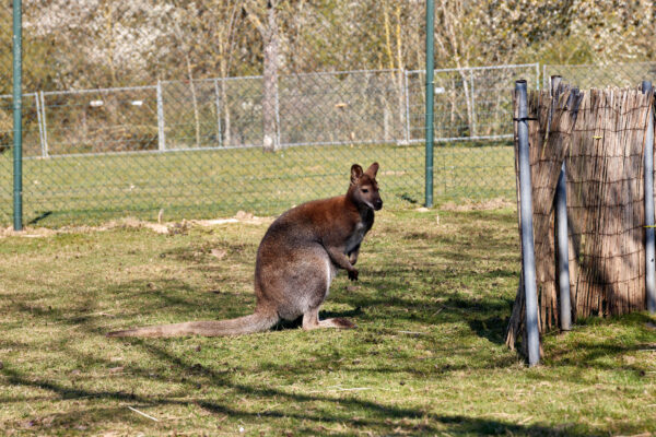 De Dwaze Herder © Copyright De Dwaze Herder