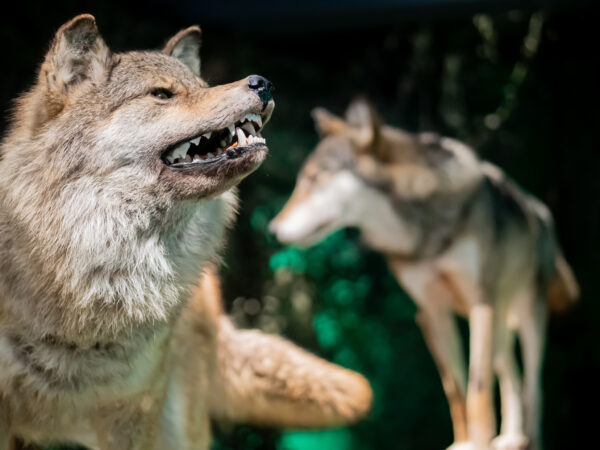 Museum Natura Docet © Copyright Natura Docet