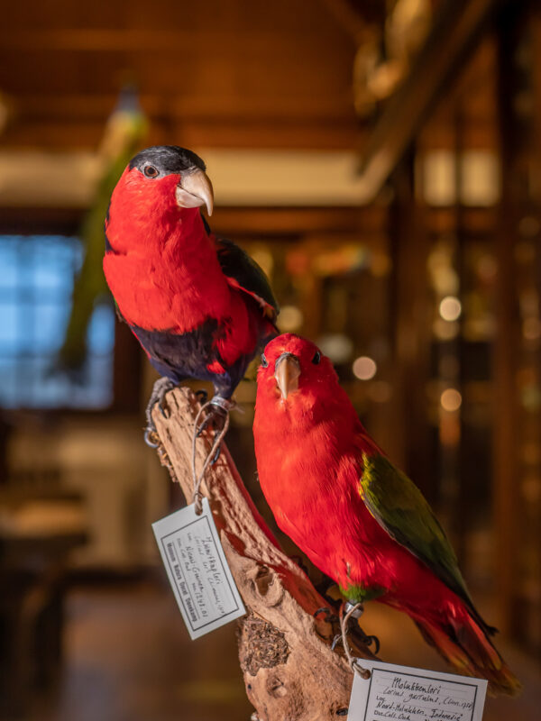 Museum Natura Docet © Copyright Natura Docet