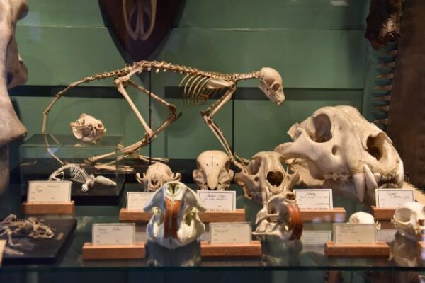 Museum Natura Docet © Copyright Natura Docet