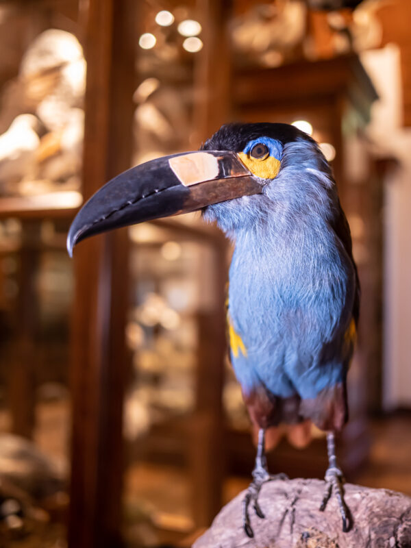 Museum Natura Docet © Copyright Natura Docet