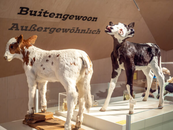 Museum Natura Docet © Copyright Natura Docet