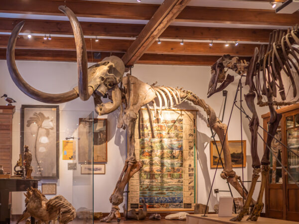 Museum Natura Docet © Copyright Natura Docet