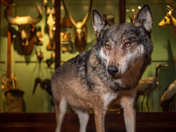 Museum Natura Docet © Copyright Natura Docet