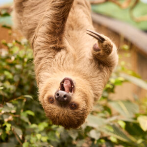 ZooParc Overloon © Copyright ZooParc Overloon