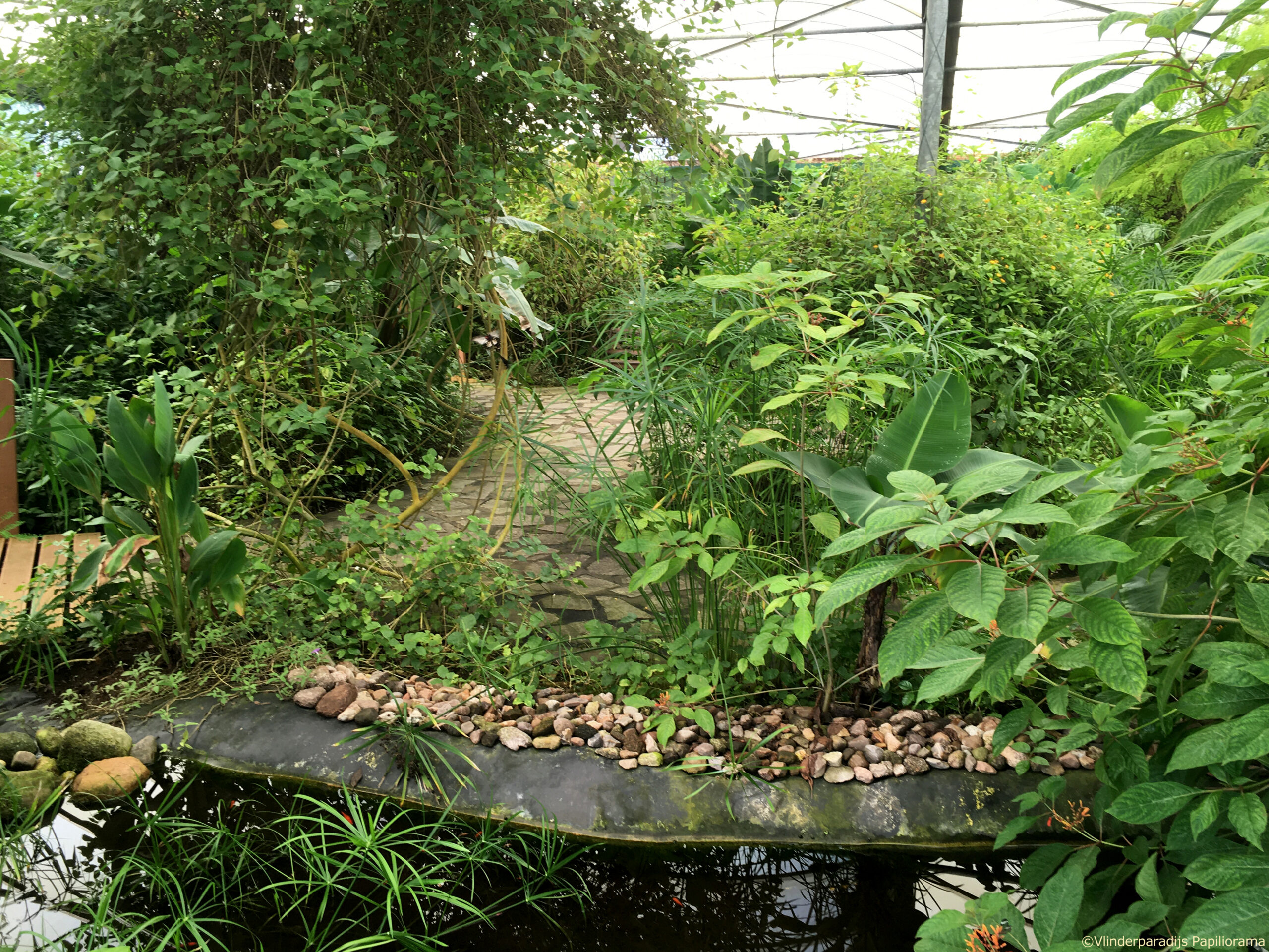 Vlindertuin Papiliorama © Copyright Vlindertuin Papiliorama CCBY Jacco Potkamp