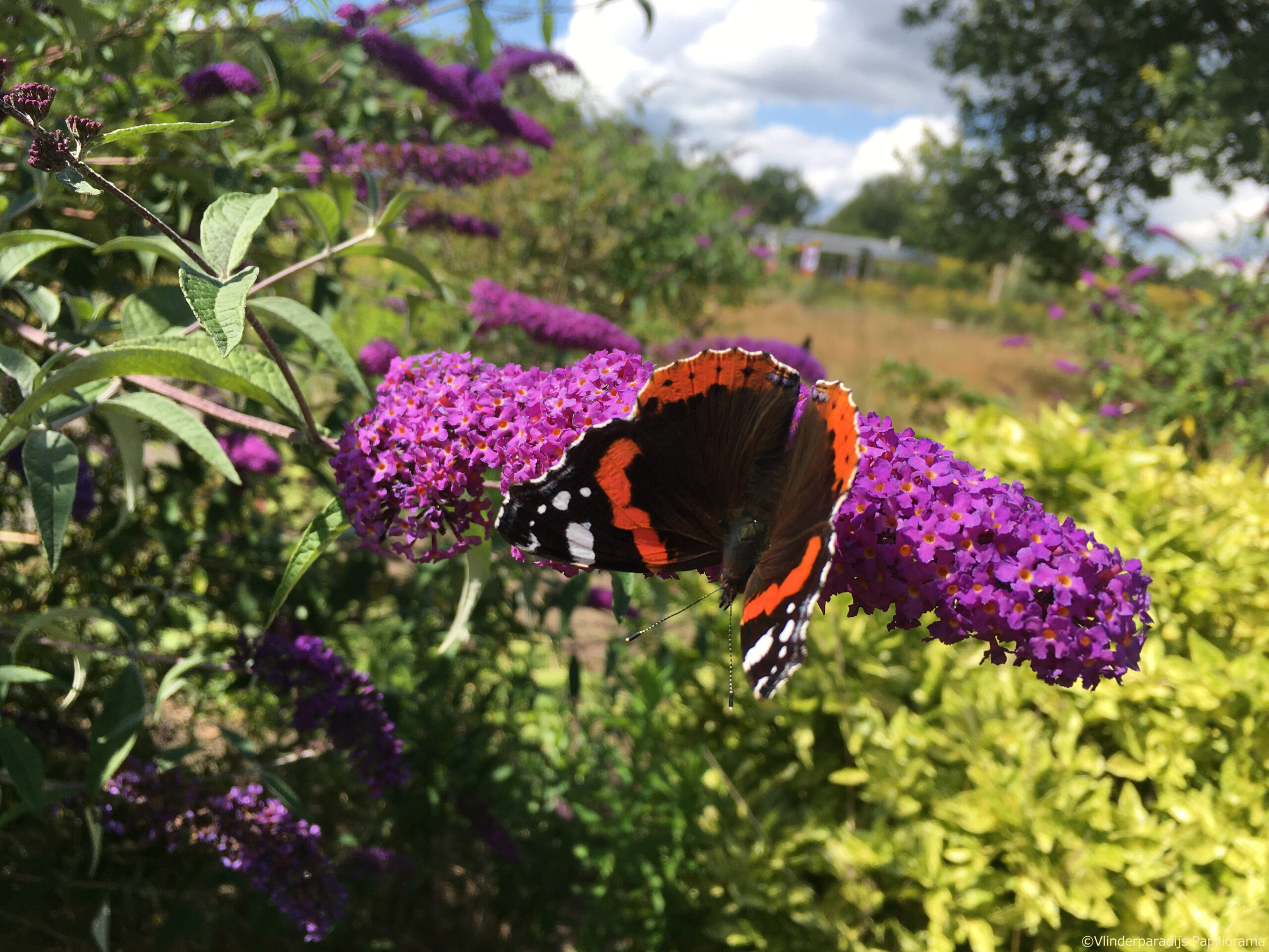 Vlindertuin Papiliorama © Copyright Vlindertuin Papiliorama CCBY Jacco Potkamp