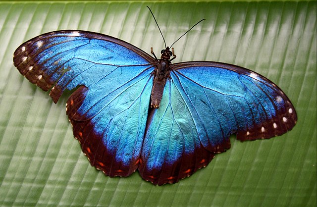 Vlindorado via Wikimedia/Annelieke B onder CC-BY-SA-2.0