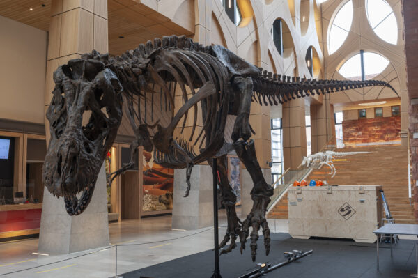 Naturalis Leiden © Copyright Naturalis Biodiversity Center